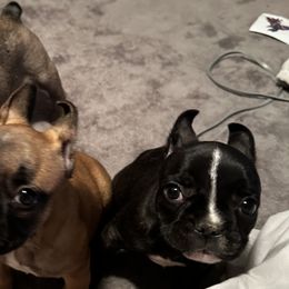French Bulldogs from Battaia House