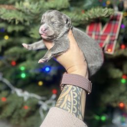 Summit - Blue male Pomsky puppy in Coos Bay, Oregon from Ocean View Pomskies