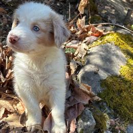 Bentley - Red merle male Australian Shepherd puppy in Grants Pass, Oregon from Carmel Mountain Aussies