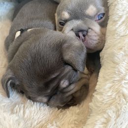 French Bulldog Puppies from Baby Bear Frenchies