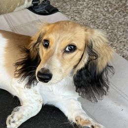 Dachshunds from LoveLee Dachshunds