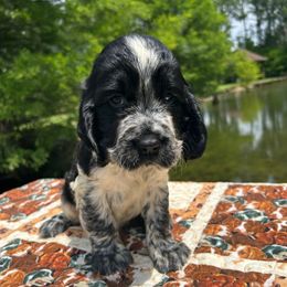 Boy 1 - Black and white male English Springer Spaniel puppy in Tabor City, North Carolina from Big Bay Kennels LLC