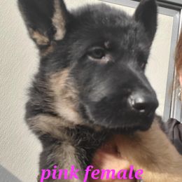Pink - Black and red female German Shepherd puppy in Gustavus, Ohio from Cross Kreek Kennels