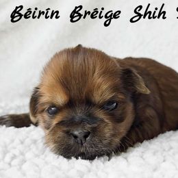 Red Female #1 - Red female Shih Tzu puppy in Lake Desolation, New York from Beirin Breige Shih Tzus