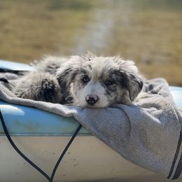 Border Collie Puppies from Full Moon Fox Farm