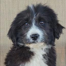 Toto - Black & white female Australian Shepherd puppy in Limestone, Tennessee from Pilot Hill Teddy Bear Puppies