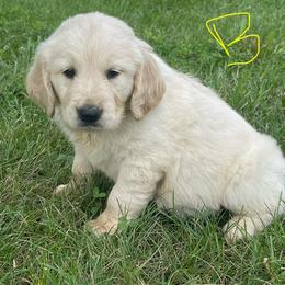 Yellow Boy - Golden male Golden Retriever puppy in Mount Carmel, Tennessee from HS Goldens