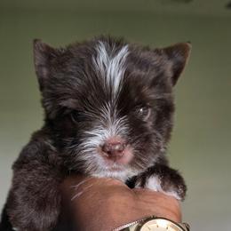 Kona - Liver male Yorkshire Terrier puppy in Jacksonville, Florida from Ja'Dor Yorkies
