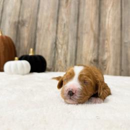 Gillian - Red female Cavapoo puppy in Wamego, Kansas from Doodles of Oz