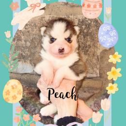 Peach - Wolf sable female Pomsky puppy in Venus, Pennsylvania from Hemlock Pines Pomsky