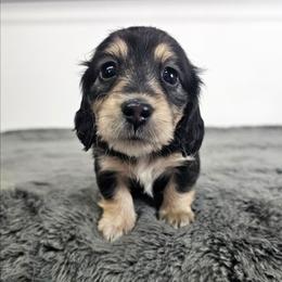 Black and cream female (orange) - Black and cream female Dachshund puppy in Belle Rive, Illinois from Akin's Miniature Dachshunds, LLC