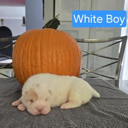 White Boy - White male Chinese Shar-Pei puppy in Blossvale, New York from CNY Shar Peis