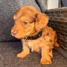 Winston- Shaded red boy - Red male Dachshund puppy in North Auburn, California from Northern Doxie
