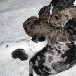 Goldendoodles from Pearl Grey Doodles