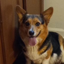BeBe - Pembroke Welsh Corgi