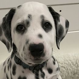 Mercedes-Green Collar - White and black Dalmatian puppy in Northern, New York from Lake City Dals