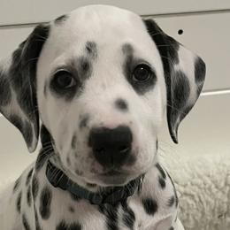 Mercedes-Green Collar - White and black Dalmatian puppy in Northern, New York from Lake City Dals