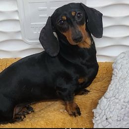 Didi - Dachshund