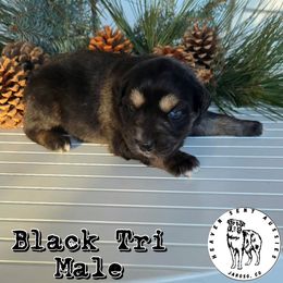 Graham - Black tri male Miniature Australian Shepherd puppy in Jaroso, Colorado from Heaven Sent Aussies