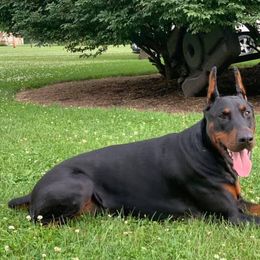 Doberman Pinschers from Rising Tide Dobermans
