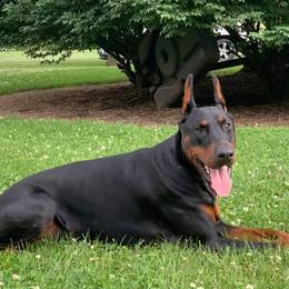 Doberman Pinschers from Rising Tide Dobermans