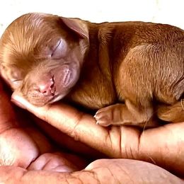 Cavalier King Charles Spaniel Puppies from Ohana Cavalier King Charles Spaniels