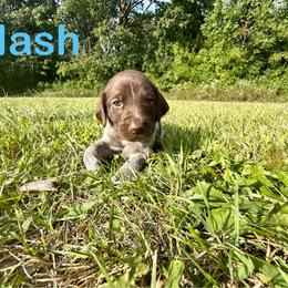 Nash - Liver roan male German Shorthaired Pointer puppy in Spring Valley, Wisconsin from Filipiak Breeders