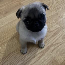 Yellow - Fawn male Pug puppy in Altoona, Pennsylvania from Ivyside Pugs