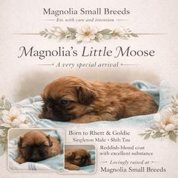 Magnolias Little Moose - Liver male Shih Tzu puppy in Statesboro, Georgia from Magnolia Small Breeds