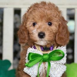 Felicity - purple collar - Red  female Goldendoodle puppy in Yuciapa, California from AlltheDoodlez_