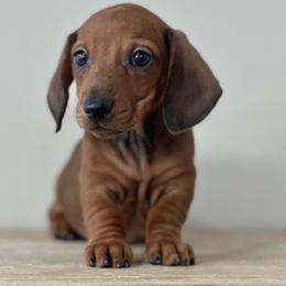 Short cake - Red female Dachshund puppy in Crystal, Michigan from Mare-Bella Smoothcoat Edition