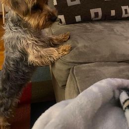 Missy - Yorkshire Terrier