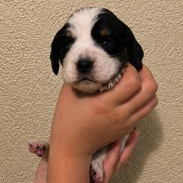 Wren - Black white and tan female English Springer Spaniel puppy in Fort White, Florida from Thunderbird Springers