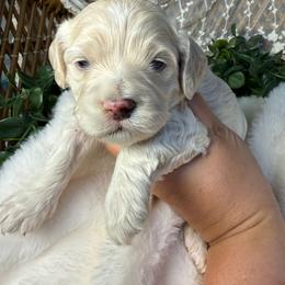 Female 2 - Cream female Cockapoo puppy in Mississippi from Ewing Acres