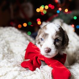 Charlie - male Australian Mountain Doodle puppy in Redding, California from Farmstead Doodles