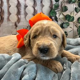Coreopsis - Cream male Goldendoodle puppy in The Woodlands, Texas from Gracie's Goldendoodles and Bernedoodles