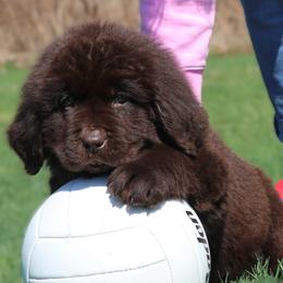 Bridget - Brown female Newfoundland puppy in Kimball Twp, Michigan from Pine River Newfoundlands