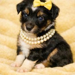 Yellow collar - Black tri-color female Aussiedoodle puppy in 32046, Florida from River Hill Ranch