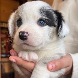 Dusty - Blue merle and white male Cardigan Welsh Corgi puppy in Kerens, West Virginia from Leather & Lace
