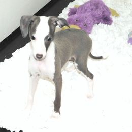 Mila Female 1 - Blue female Italian Greyhound puppy in Sparta, Tennessee from Summerwind Kennel