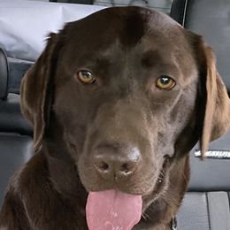 Arya - Labrador Retriever