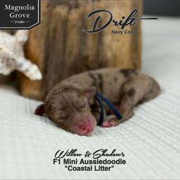 Drift - Navy Collar - Brown merle male Aussiedoodle puppy in Oxford, Alabama from Magnolia Grove Doodles