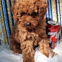 Boy 1 - Red  male Poodle puppy in Pottersville, Missouri from Miller Poodles