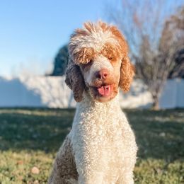 Poodles from Tri-Cities Royalty Poodles