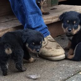 Rottweiler Puppies from Gateway Rottweilers
