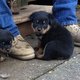 Rottweiler Puppies from Gateway Rottweilers