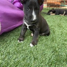 Miniature Bull Terrier Puppies from Triumph Miniature Bull Terriers