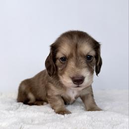 Arcane flame - Red male Dachshund puppy in Sacramento, California from HEFFERNAN HOUNDS