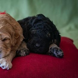 Bernedoodles and Goldendoodles from Grace Filled Golden’s