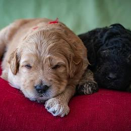 Bernedoodles and Goldendoodles from Grace Filled Golden’s